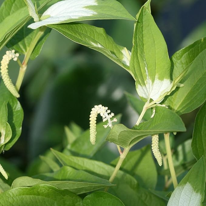 Chalily Chinese Lizard's Tail, a Great Live Pond Plant for Your Water Garden. Filters The koi and Goldfish Pond. Good for Bogs, Plant Shelf or Shallow Water This marginal Aquatic is a Real Beauty