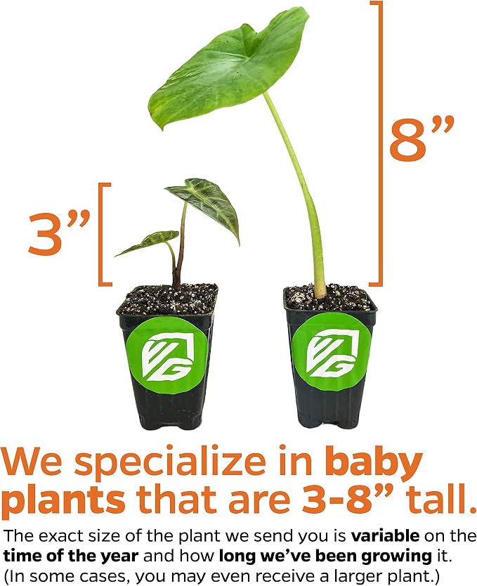 Tiny Dancers Elephant Ear Live Plant - Alocasia - Wellspring Gardens Starter Plant - Rare Alocasia Bulbs- Exotic Tropical Plant - Great for Indoor Houseplants, Outdoor Landscaping & Garden Planting