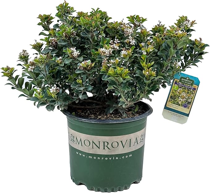 Blooming & Beautiful - Southern Moon Yedda Hawthorn - 3 gal - Monrovia - Evergreen Shrub - Spring White Flowers - Green Foliage - Zones 7-10 - Rhaphiolepis umbellata 'RutRhaph1' - 3 Gallon Pot