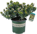 Blooming & Beautiful - Southern Moon Yedda Hawthorn - 3 gal - Monrovia - Evergreen Shrub - Spring White Flowers - Green Foliage - Zones 7-10 - Rhaphiolepis umbellata 'RutRhaph1' - 3 Gallon Pot