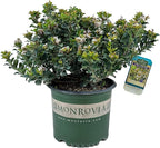 Blooming & Beautiful - Southern Moon Yedda Hawthorn - 3 gal - Monrovia - Evergreen Shrub - Spring White Flowers - Green Foliage - Zones 7-10 - Rhaphiolepis umbellata 'RutRhaph1' - 3 Gallon Pot