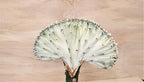 Euphorbia Lactea Cristata aka Coral Cactus in White Live Rare House Plants (All Plants are Fully Rooted Plants!) in 4" Pot by 3exoticgreen