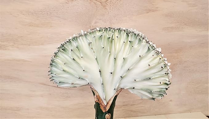 Euphorbia Lactea Cristata aka Coral Cactus in White Live Rare House Plants (All Plants are Fully Rooted Plants!) in 4" Pot by 3exoticgreen