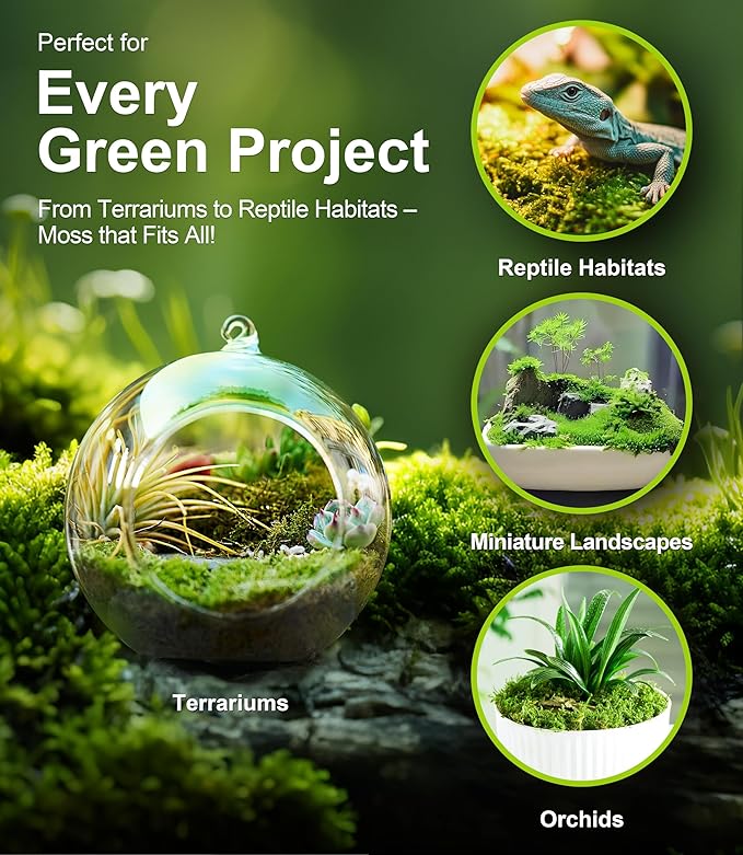 Real Live Moss for Terrariums,Jumping Spider, Reptile Habitats & Mini Landscapes – Naturally Cultivated Live Moss, Revives in 5 Minutes with Water Mist, Grows & Multiplies (3 Sheets, 3.5”x7”)