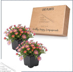 Live Delosperma Ice Plant 2-Pack – Pink Ice – Drought Tolerant Groundcover Perennial, 6” Tall, 1 Qt Pot