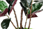 4.5FT Artificial Rubber Tree - 54.5 Inch Tall Fake Plant Indoor Faux Tree with Bendable Branches & Realistic Leaves, Faux Floor Plant for Home Office Decor in White Pot