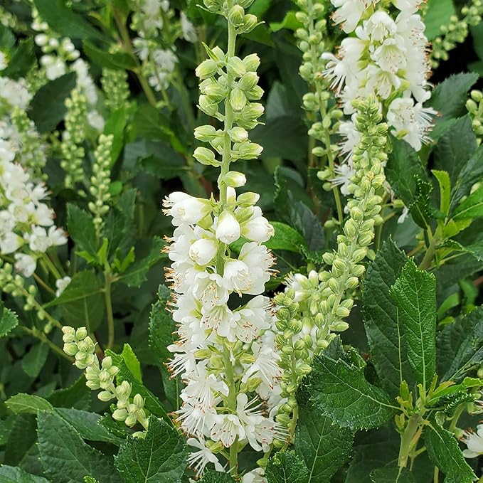 Proven Winners Ripple Effect Summersweet (Clethra alnifolia) Live Plant, 4.5" Qt, 4 Pack