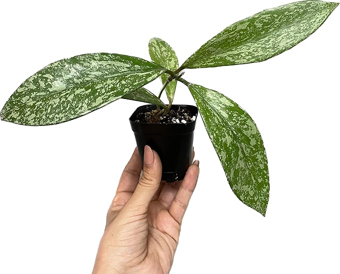 Hoya Publicalyx Splash Red Button - Hoya Plant - Air Purifying Plant - Pet Friendly Plant - Hoya Plants Live Houseplants - Wax Plant (1 Small Plant, 2" Pot)