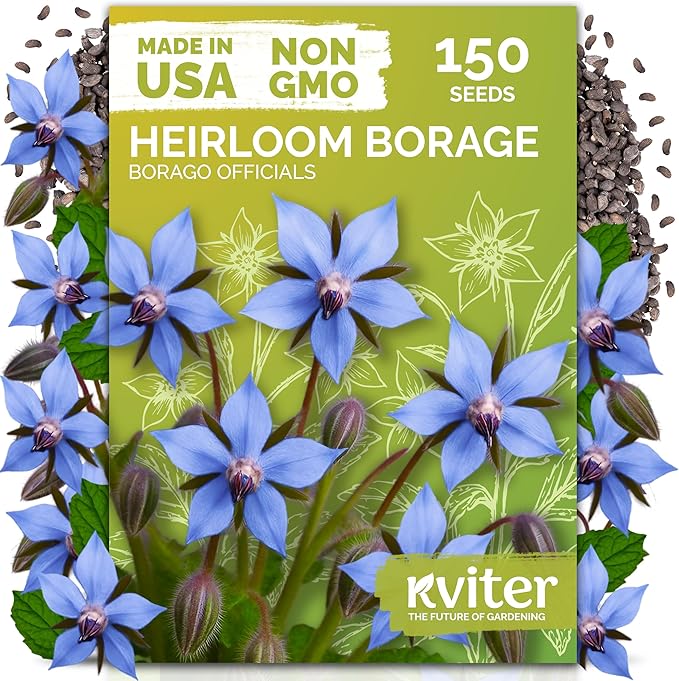 KVITER 150 Borage Seeds (Borago officinalis) - Blue Strawflower, Edible Flower for Teas, Attracts Pollinators - Organic & Heirloom Herb Seeds for Planting in Outdoor & Indoor Garden, Beds, Containers