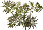 Proven Winners Laced Up Elderberry (Sambucus nigra) Live Plant, 4.5" Qt, 4 Pack