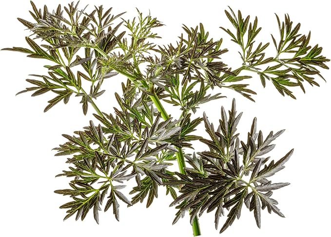 Proven Winners Laced Up Elderberry (Sambucus nigra) Live Plant, 4.5" Qt, 4 Pack