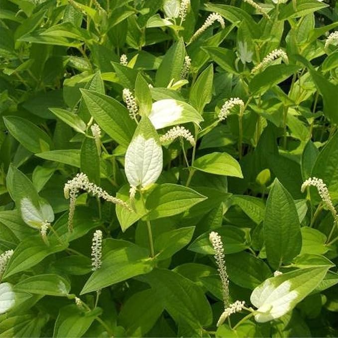 Chalily Chinese Lizard's Tail, a Great Live Pond Plant for Your Water Garden. Filters The koi and Goldfish Pond. Good for Bogs, Plant Shelf or Shallow Water This marginal Aquatic is a Real Beauty