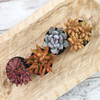 Live Succulents 4-Pack, Mini Plants Succulent Mix, Live Plants, Mini Succulents, House Plants, Live Succulent Plants, Outdoor & Indoor Plants for Event, Wedding, Kid Crafts