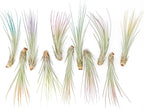 Fuchsia Colorful Tillandsia Air Plants - Long Lasting Color Enhanced Live Tillandsia Succulent House Plants - Home and Garden Decor - Easy Care Indoor/Outdoor Plants (Juncea, Pack of 3)