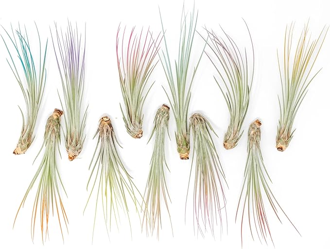 Raspberry Colorful Tillandsia Air Plants - Long Lasting Color Enhanced Live Tillandsia Succulent House Plants - Home and Garden Decor - Easy Care Indoor/Outdoor Plants (Juncea, Pack of 3)