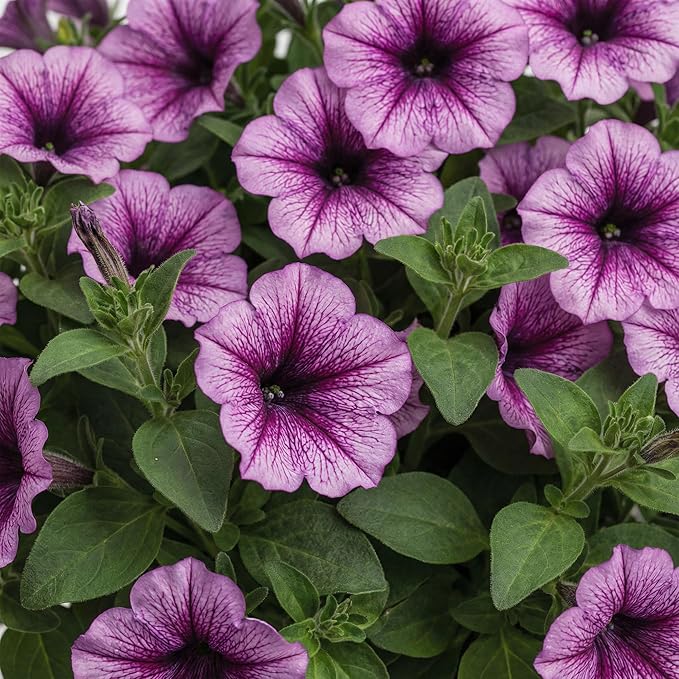 Proven Winners® Petunia Plant - Supertunia Bordeaux - 2 Pack - Annual Flower for Spring & Summer Blooms - 6" Tall x 6" Wide, 1.56 Pt Pot