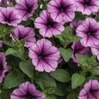 Proven Winners® Petunia Plant - Supertunia Bordeaux - 2 Pack - Annual Flower for Spring & Summer Blooms - 6" Tall x 6" Wide, 1.56 Pt Pot