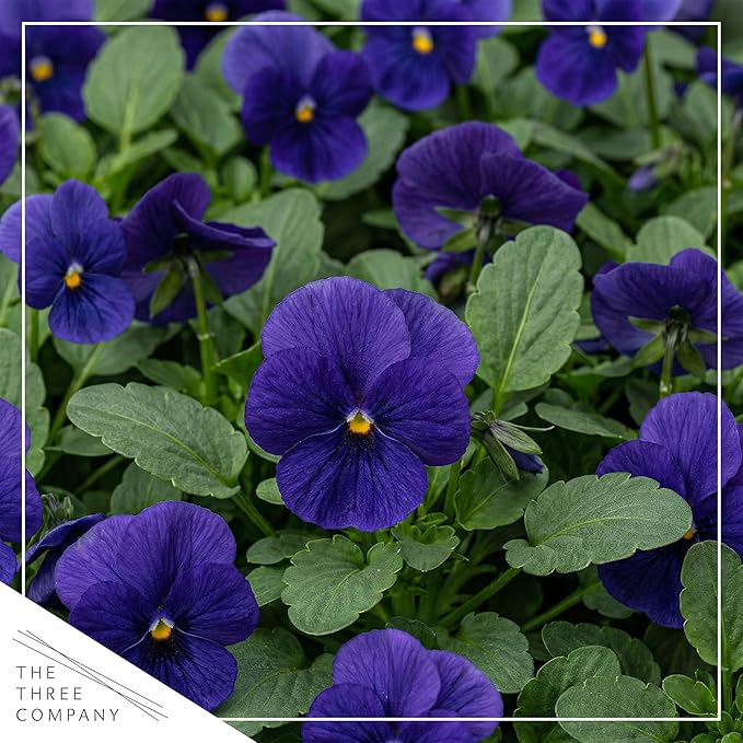Live Healthy Flowering Pansies - Blue (4 Plants Per Pack), Beautiful Winter Color, 6" Tall by 4" Wide in 1 Pint Square Pot