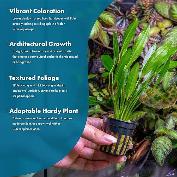 SubstrateSource Echinodorus Red Devil Sword Live Plant for Freshwater Aquariums, Natural Fish Tank Decorations, and Aquatic Decor (1 Pot (2-3 Plants))
