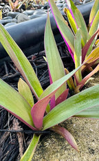 Outdoor Live Plant- Oyster Plant Purple & Green - Grows to Medium Height Outdoor Plant- Young Small Plant