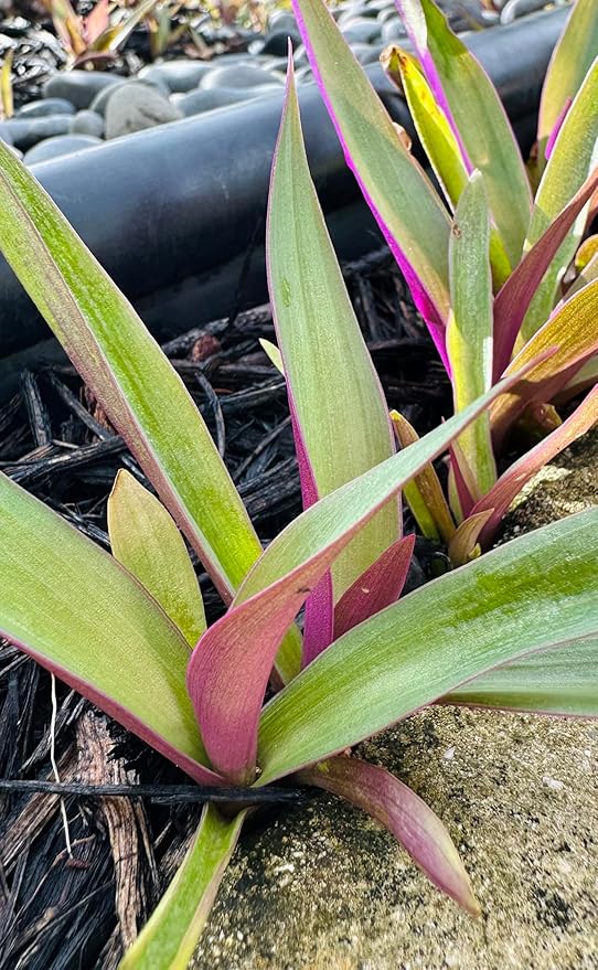 Outdoor Live Plant- Oyster Plant Purple & Green - Grows to Medium Height Outdoor Plant- Young Small Plant
