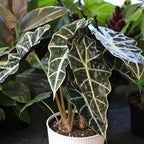 Altman Plants 'Polly' Alocasia Live Plant Decor in 6 Inch White Plastic Plant Pot, Elephant Ear Plant Gift & Desk Plant, Easy Plant & Indoor Plant, Air Purifying Plants in Indoor Potting Soil Mix