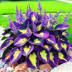 290+ Perennial Hostas for Planting, Low Maintenance Rich Foliage, Heart Shaped Leaves, Outdoor Garden Attract Pollinators Bonsai Decoration Non-GMO Heirloom Hosta Plants Seeds