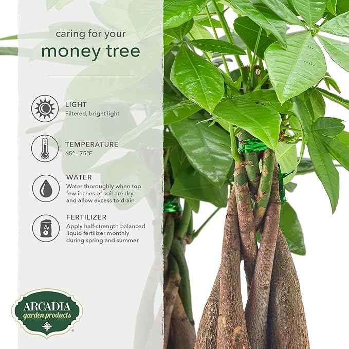 Live Braided Money Tree Pachira Aquatica Indoor Houseplant in Arcadia Garden Product's Branded Plastic Pot, Tropical Plant Collector Gift for Home and Garden Decor, 4-in, Beige