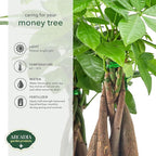 Live Braided Money Tree Pachira Aquatica Indoor Houseplant in Arcadia Garden Product's Branded Plastic Pot, Tropical Plant Collector Gift for Home and Garden Decor, 4-in, Beige