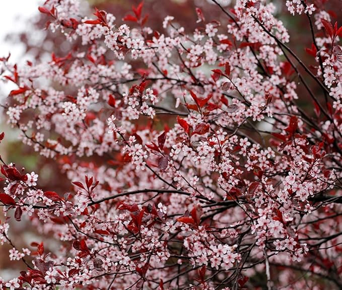 Purple Leaf Sand Cherry Live Plant – Prunus Cistena Ornamental Shrub – Pink Spring Blossoms with Deep Purple Foliage – Hardy Landscape Flowering Bush for Outdoor Gardens (2 Trees)