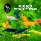 100 + Mixed Color Neocaridina Live Freshwater Aquarium Shrimps for Aquarium Beeding Age Young Adults 1/2-1 inch Long. Live Arrival Guarantee.