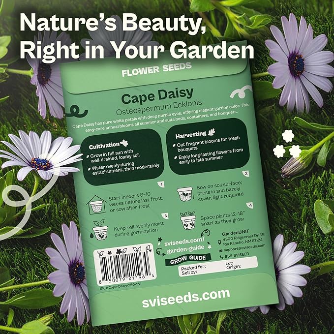 SVI 250 Cape Daisy Seeds (Osteospermum ecklonis) – African Daisy Seed Packets, Heirloom Daisies Flower Seed with Purple Eyes – Long Blooming Annual Cut Flower Seeds Packets, Outdoor Garden, Containers