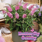Perfect Plants Butterfly Candy Li'l Taffy Butterfly Bush in 1 Gallon Grower's Pot | Live, Pink Flowering Shrub for Outdoor Gardens | Compact Bush | Pollinator Garden Planting | Thrives in Zones 5-10
