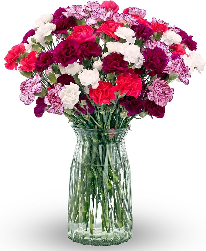 Benchmark Bouquets - Spring Mini Carnations - Fresh Flowers for Delivery - Mini Flowers for Mom - Mothers Day Gifts - Mothers Day Flowers - Floral Arrangements - Glass Vase Included (20 Stems)