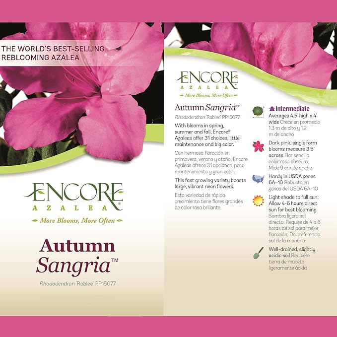 Encore Azalea 2 Gal. Autumn Sangria Azalea Shrub
