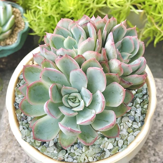 5LB Succulent and Cactus Bonsai DIY Rocks, Jade Bean Pebbles, Natural Decorative Polished Stones Vase Fillers Gravel for Plants，Terrarium , Fairy Gardening, Indoor Outdoor Decor Ornamental Stones.