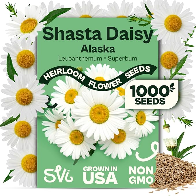 SVI 1000 Alaska Shasta Daisy Seeds (Leucanthemum) – White Daisy Flowers Seed Packets Bulk – Heirloom Wild Flowers, Perennial Flower Seeds for Indoor Garden & Outdoor Garden, Containers, Flower Beds