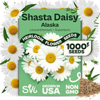 SVI 1000 Alaska Shasta Daisy Seeds (Leucanthemum) – White Daisy Flowers Seed Packets Bulk – Heirloom Wild Flowers, Perennial Flower Seeds for Indoor Garden & Outdoor Garden, Containers, Flower Beds