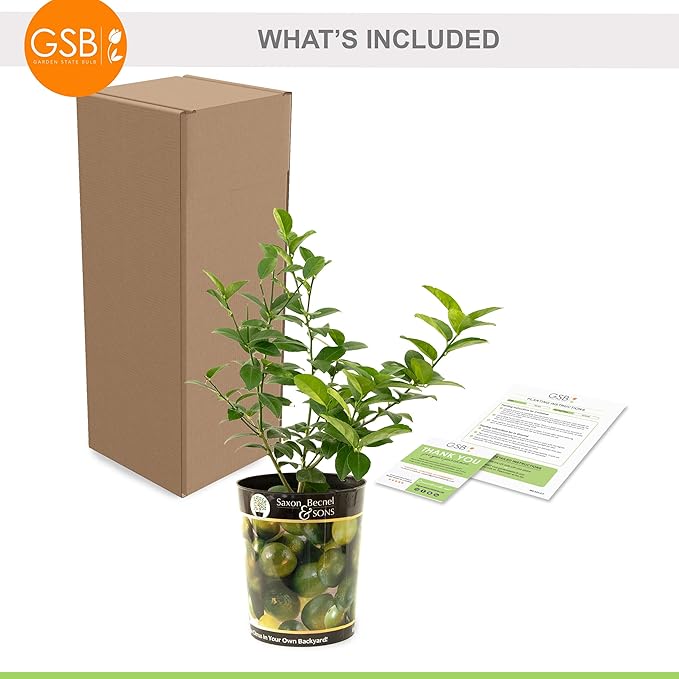 Garden State Bulb Persian Lime Tree, Citrus Live Plant (1 Gallon Growers Pot) Cannot Ship FL, AZ, CA, TX, LA
