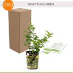 Garden State Bulb Persian Lime Tree, Citrus Live Plant (1 Gallon Growers Pot) Cannot Ship FL, AZ, CA, TX, LA