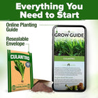 HOME GROWN Culantro Seeds - 720+ Heirloom Herb Seeds for Planting, Slow-Bolting, Flavorful Cilantro Alternative, Great for Outdoor Herb Gardens (Eryngium foetidum)