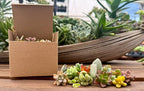 15 Mini Assorted Live Succulent Cuttings, No 2 Succulents Alike, Great for Terrariums, Mini Gardens, and as Starter Plants. Live Succulents Plants for DIY Projects and Home Decor