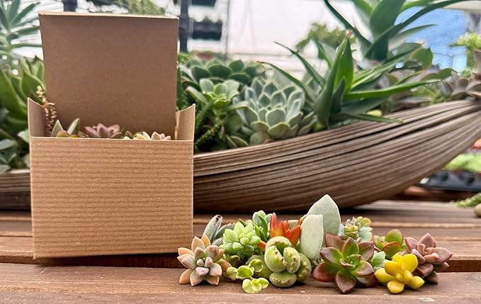 15 Mini Assorted Live Succulent Cuttings, No 2 Succulents Alike, Great for Terrariums, Mini Gardens, and as Starter Plants. Live Succulents Plants for DIY Projects and Home Decor