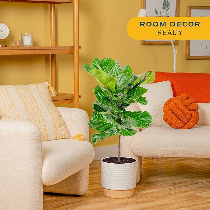 Costa Farms Fiddle Leaf Fig Tree, Live Ficus Lyrata 3–4 Ft, Air Purifying Large Easy to Maintain Indoor Floor Plant, Living Room, Bedroom or Office Décor Gift