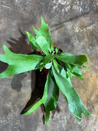 PLANTVERS Live Fern Plant in a 4" Nursey Pot | Low Maintenance Indoor Houseplant | Tropical Air Purifying Green Foliage for Home & Office Decor | Easy-Care Indoor Plant (Staghorn Fern)