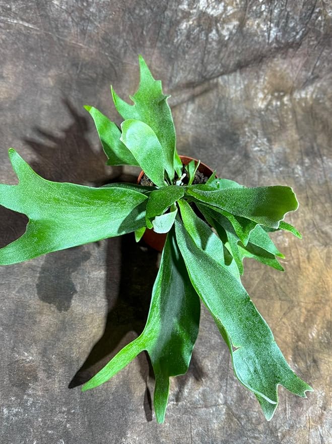 PLANTVERS Live Fern Plant in a 4" Nursey Pot | Low Maintenance Indoor Houseplant | Tropical Air Purifying Green Foliage for Home & Office Decor | Easy-Care Indoor Plant (Staghorn Fern)