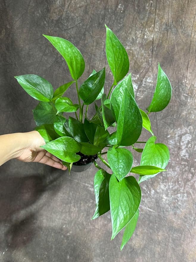 PLANTVERS Jade Pothos in a 4" Grow Pot – Epipremnum Aureum - Easy Care Indoor Vining Houseplant - Trailing Indoor Plant - Tropical Low Maintenance Plant - Low Light Indoor Plant