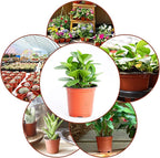 Augshy 130 Packs 6 Inches Plastic Plant Nursery Pots, Seed Starting Pot Flower Container for Succulents, Seedlings, Cuttings, Transplanting, Planter Home Docer