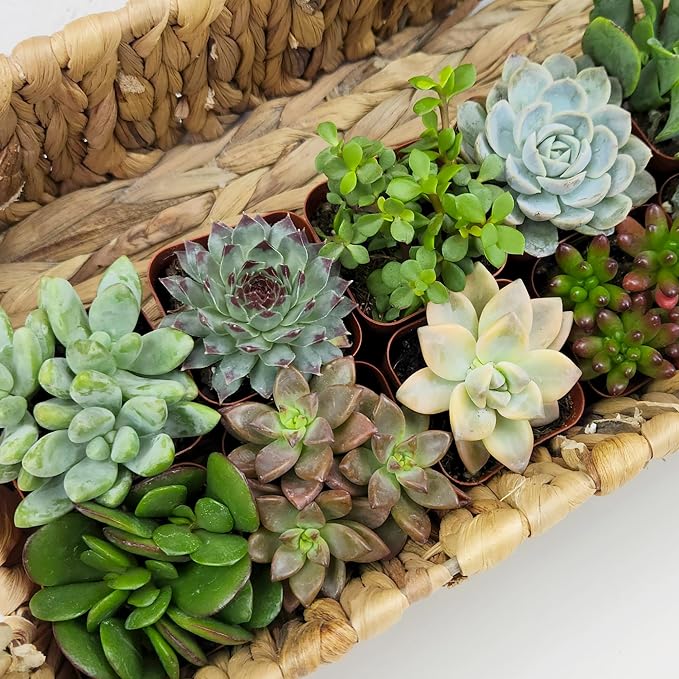 Succulents Plants Live (12PK) Potted Succulent Plants Live House Plants, Cactus Plants Live Plants Indoor Plants Live Houseplants, Indoor Plant Succulents Live Plant House Plant by Plants for Pets