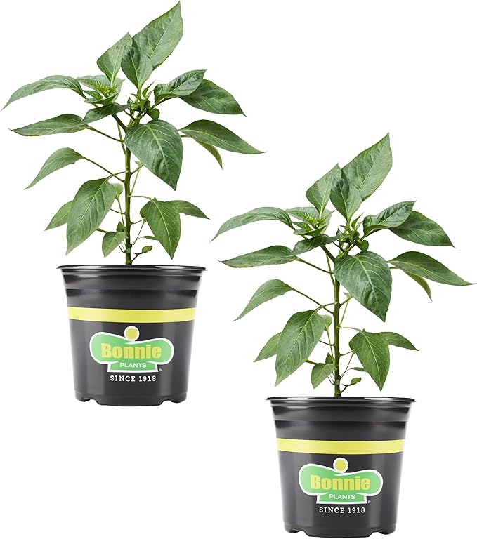 Bonnie Plants Red Bell Pepper, Live Plant, 1 Gal., 2-Pack